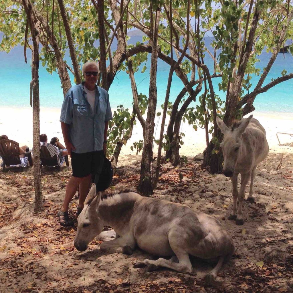 donkeys-on-beach