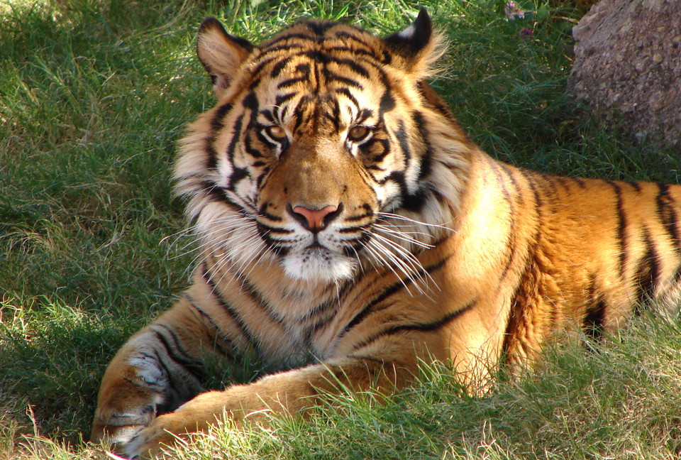 tiger in India