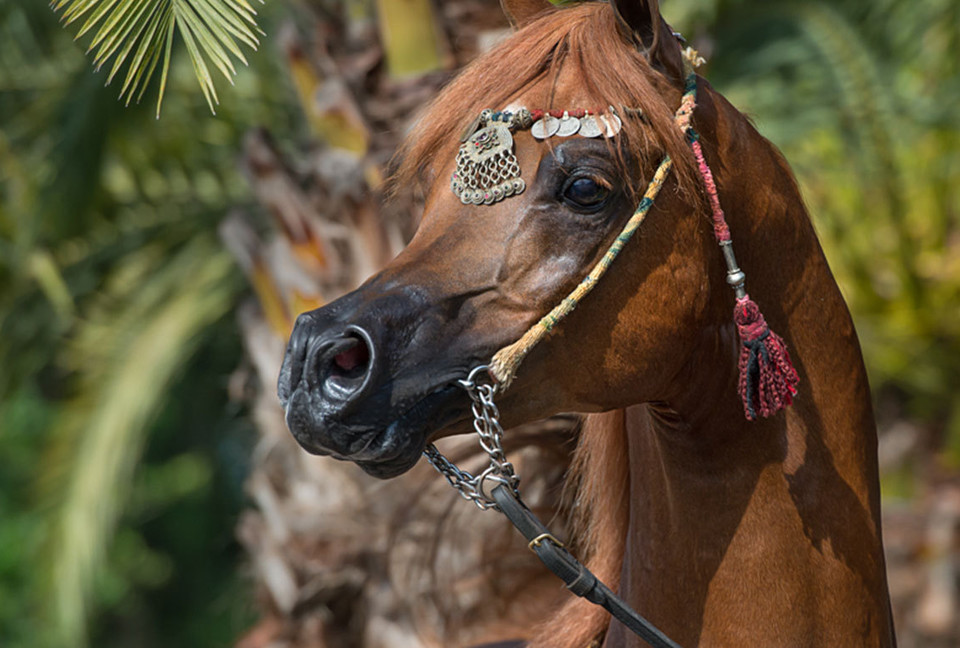texas arabian horses arizona