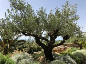 Sierra Nevada Mountains Olive Trees, Spain