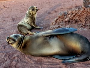 Adult sea lion and baby sea lion