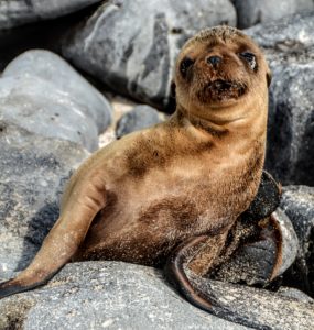 Baby sea lion on a rock 