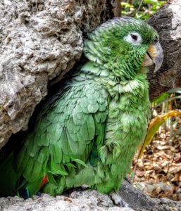 Indigenous galapagos bird