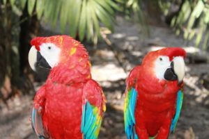 Einheimische Papageien