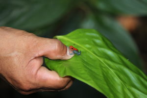 Noble’s Pygmy frog on a leaf
