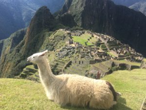 Alpaca siting on top of Machu Picchu 