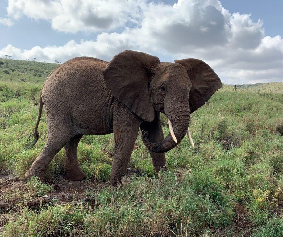 Kenya Safari Elephant