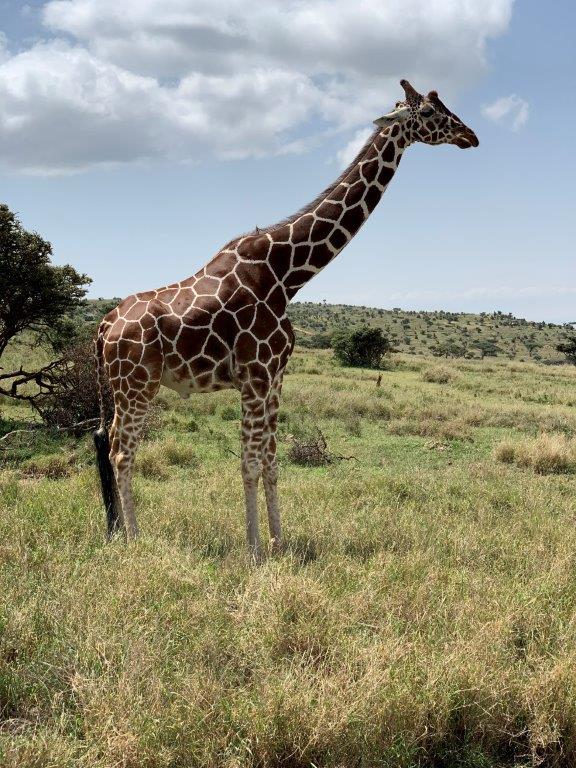 Kenya Safari Giraffes