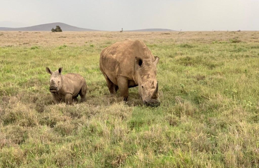 Kenya Safari Rhinos