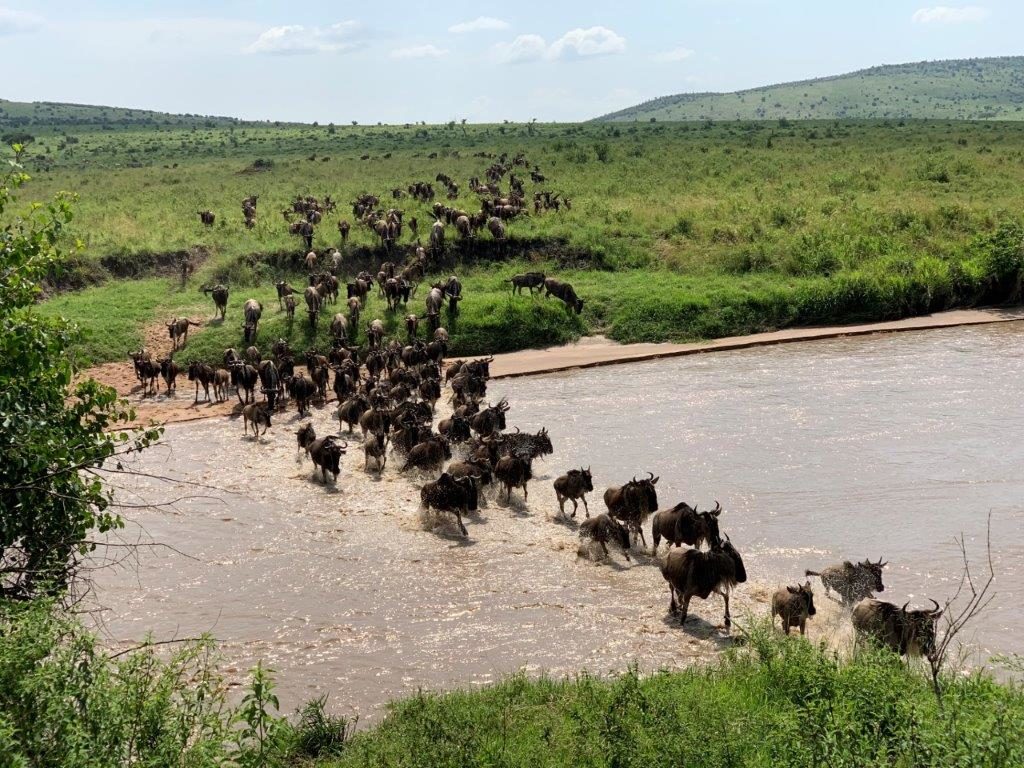 Kenya Safari Great Migration
