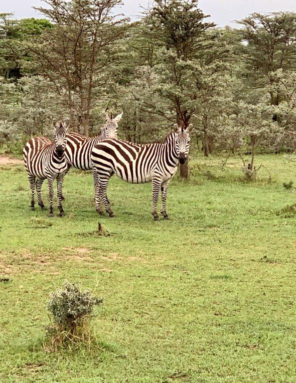 Kenya Safari Zebras