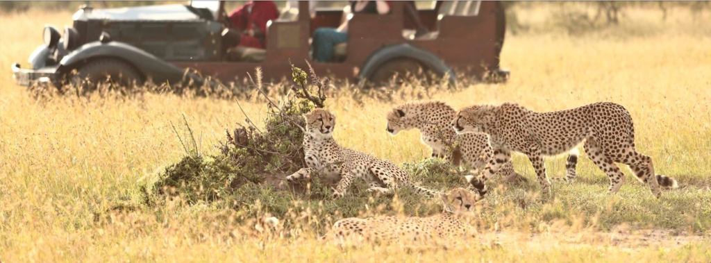 Cottars Camp in Maasai Mara, Cheetahs in grass in front of safari vehicle