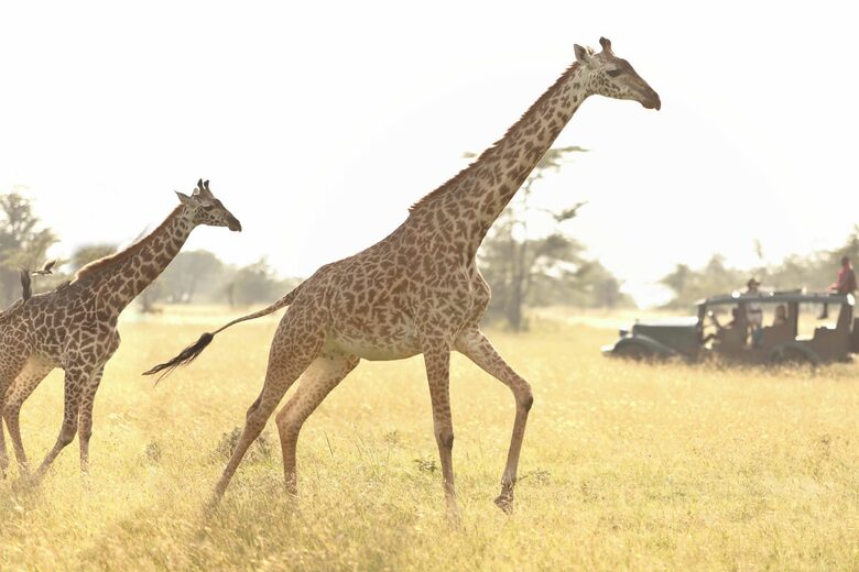 Maasai giraffe in Maasai Mara, Kenya
